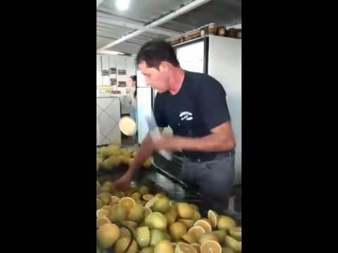طاه يقطع ثمار الليمون باحترافية