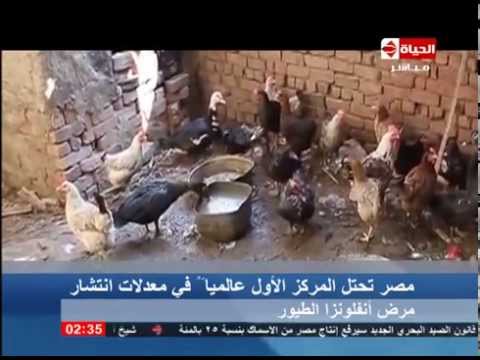 القاهرة الأكثر تضررا في العالم من أنفلونزا الطيور