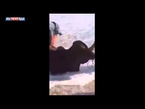 عمانيون يصطادون الأبقار من البحر
