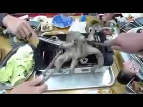 صينيون يتناولون وجبة شهية من الأخطبوط الحي