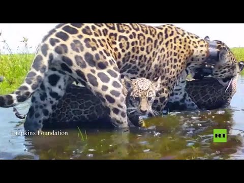 شاهد إطلاق عائلة الفهود المهددة بالانقراض إلى الطبيعة