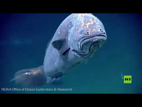 شاهدظهور ثعبان البحر الغريب في المياه العميقة بخليج المكسيك