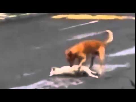 كلب يحاول إنقاذ صديقه