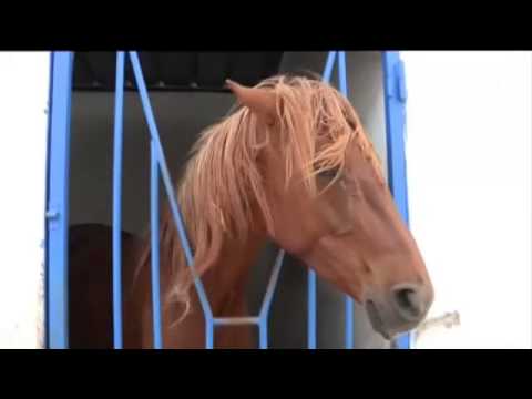 عودة الاهتمام بالخيول في المغرب