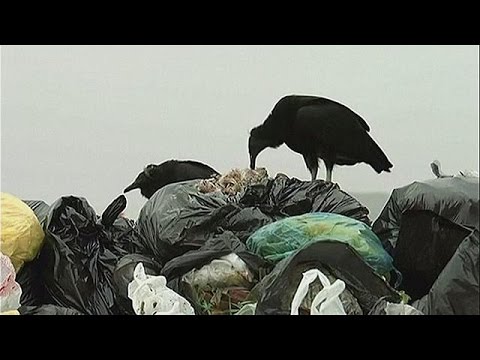 بالفيديو استخدام النسور للتخلص من القمامة في ليما